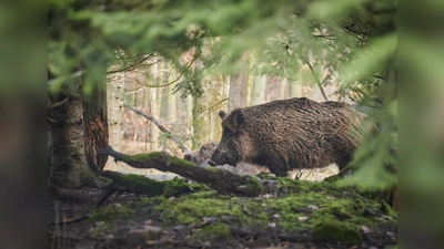 Wildschwein. (Foto: pixabay)