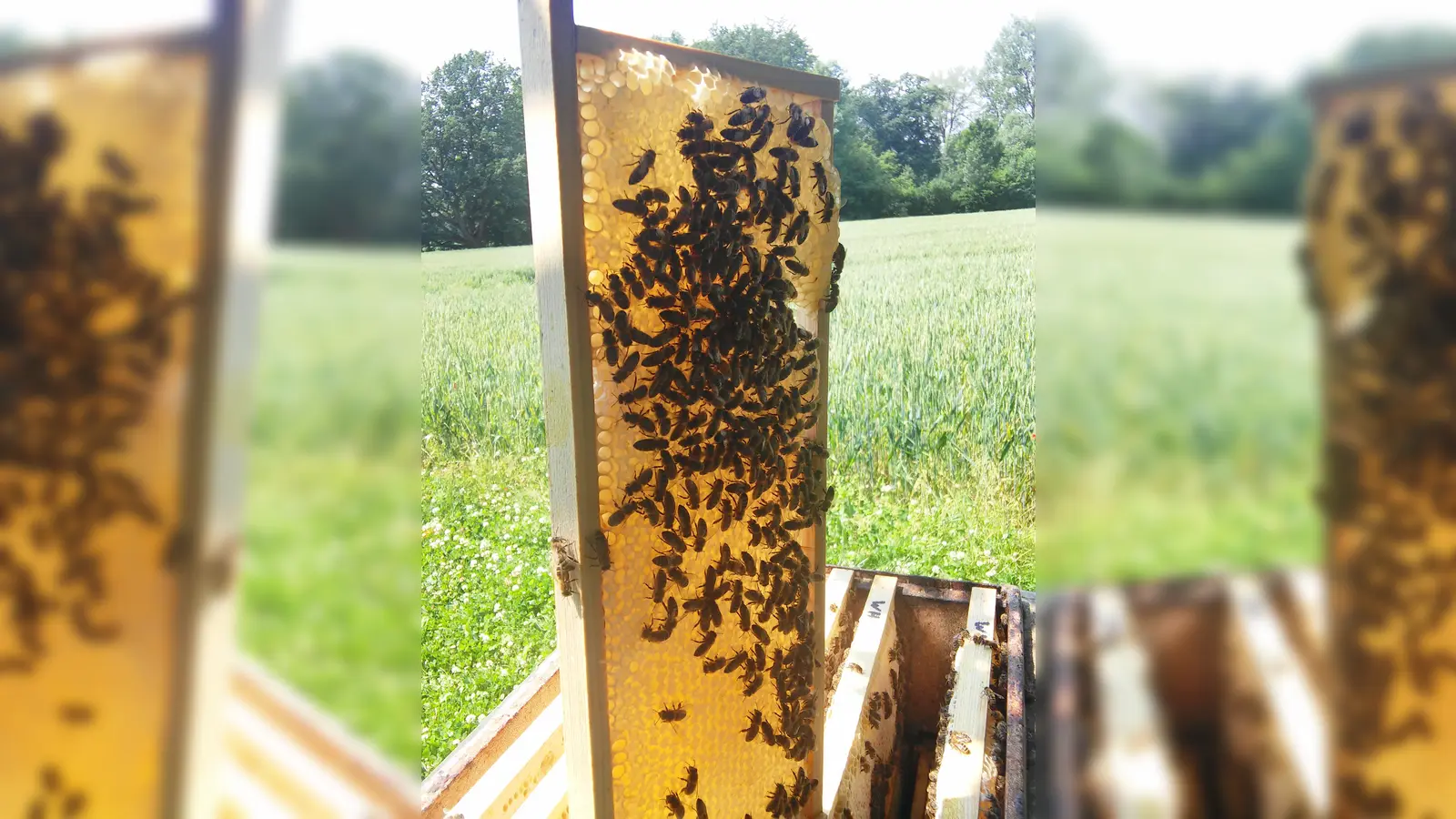 Die Bienen werden in Modexen willkommen geheißen. (Foto: Andreas Meyer)