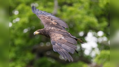 Weißkopfseeadler „Medusa” ist ein Publikumsliebling. (Foto: Achim Stöckinger)