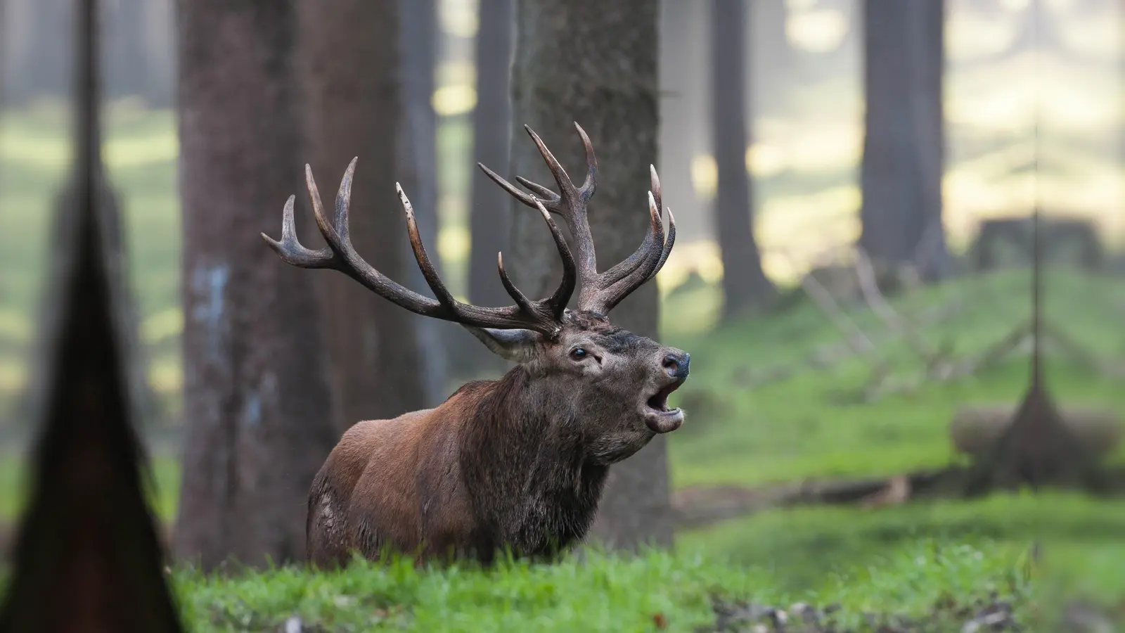 Wenn die Hirsche brunfen, hält der Wildpark Neuhaus stets seine Führungen ab. (Foto: NLF)