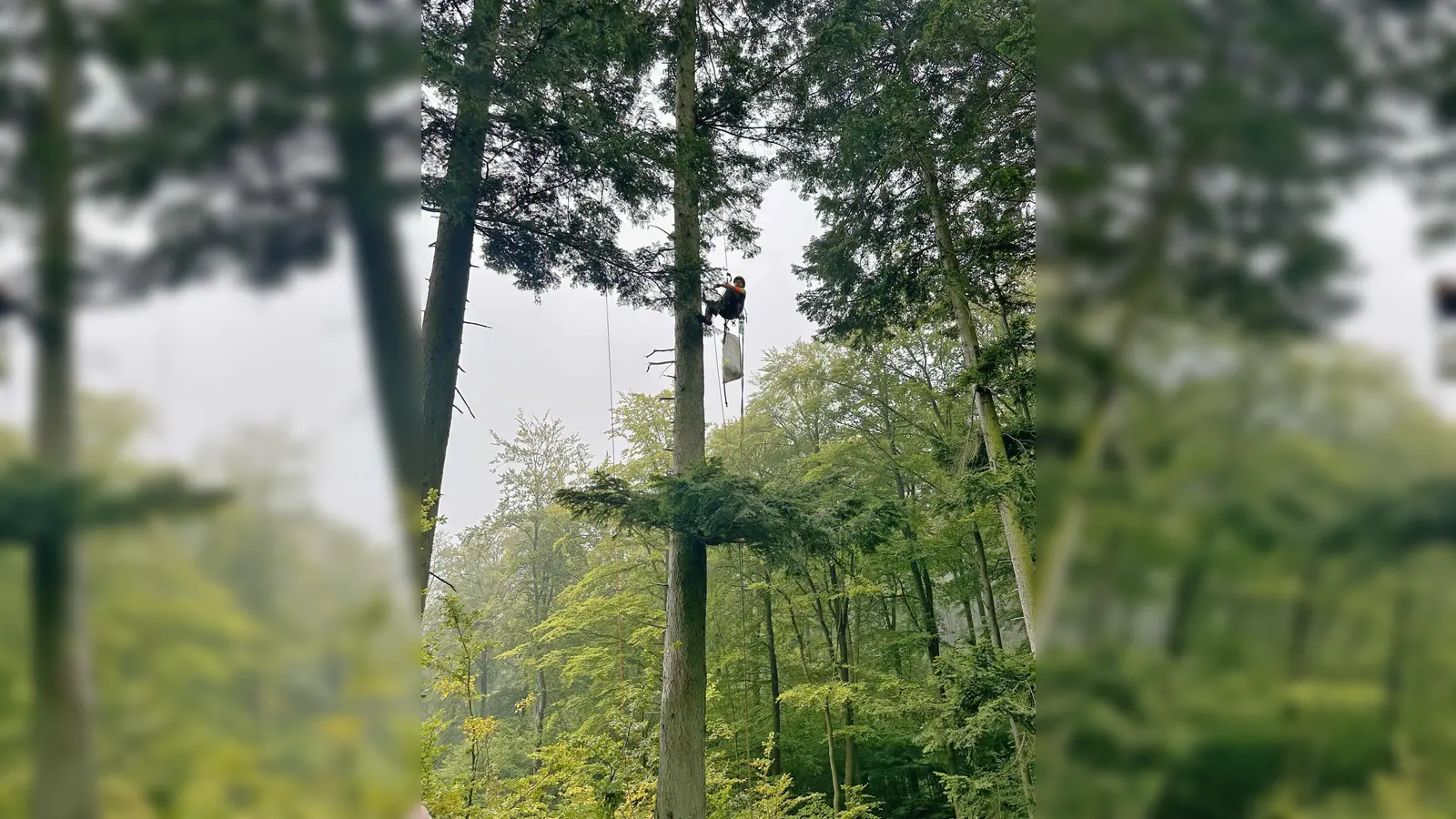 Mit einem Sack voller Zapfen auf halbem Weg unten, aber immer noch 20 Meter hoch: Forstwirt Alexander Wieners vom Regionalforstamt Hochstift. (Foto: Rohmann – Wald und Holz NRW)