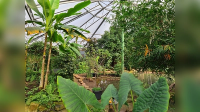 Die Tropenhalle im alaris - Haus der Schmetterlinge ist ein perfektes Ausflugsziel bei jedem Wetter. (Foto: Haus der Schmetterlinge)