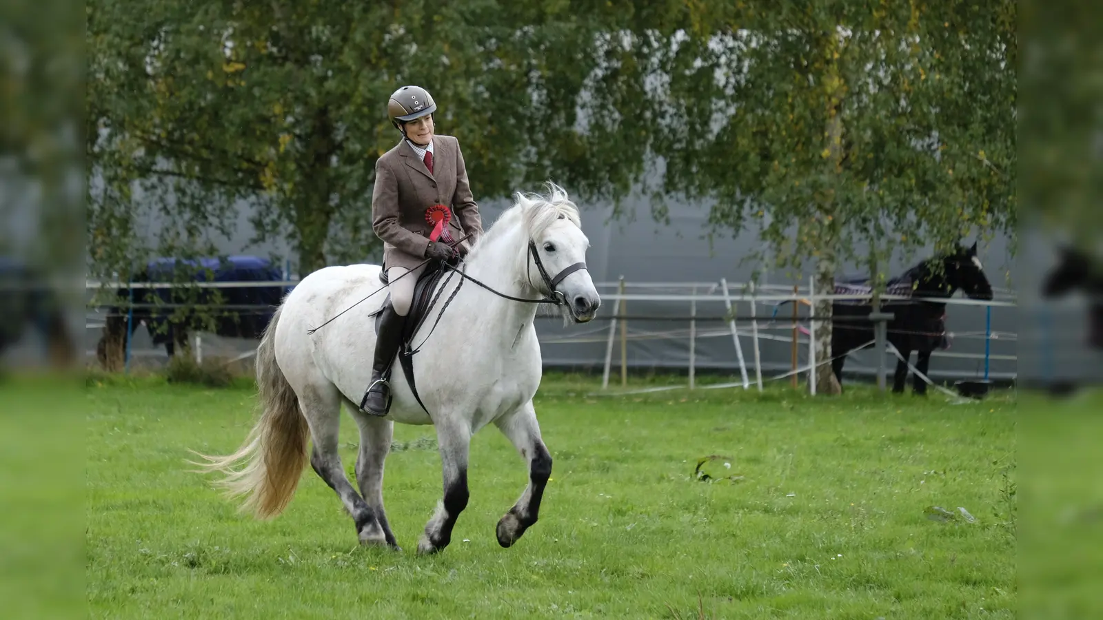 Die Rasseschau Highland Ponys findet am 5. Oktober in Hofgeismar statt. (Foto: privat)