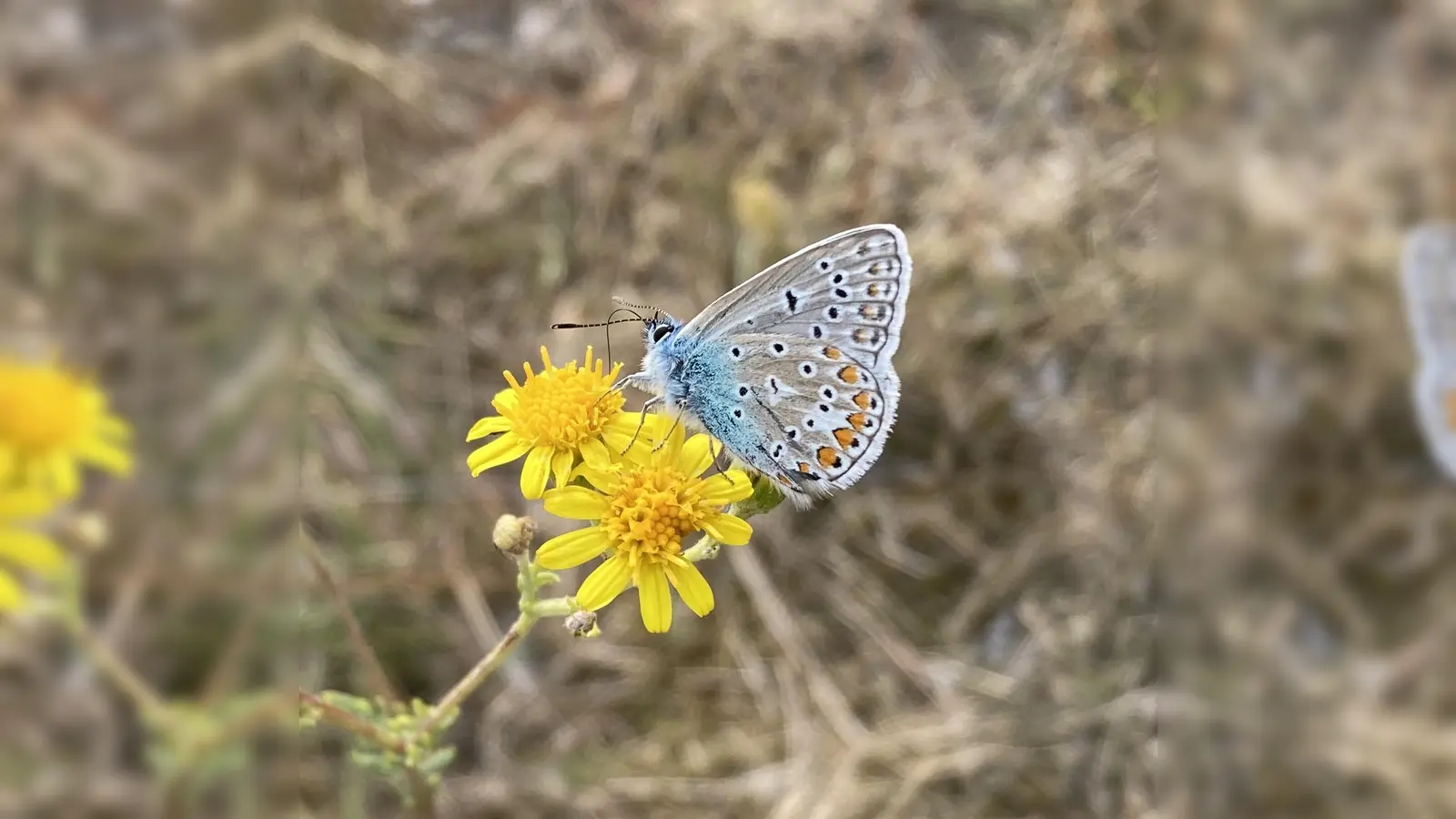 Ein weiblicher Bläuling auf Nektarsuche am Schmetterlings-Steig. (Foto: Lucas Lambracht )