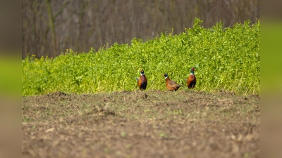 Fasane auf dem Felde. (Foto: Peter Gräßler)