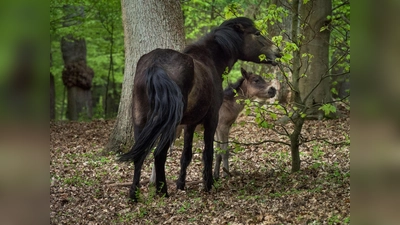 Mit etwas Glück gibt es Gelegenheit, die Heckrinder oder Exmoorponys bei der Landschaftspflege im Projektgebiet zu beobachten<br> (Foto: Foto Naturpark).)