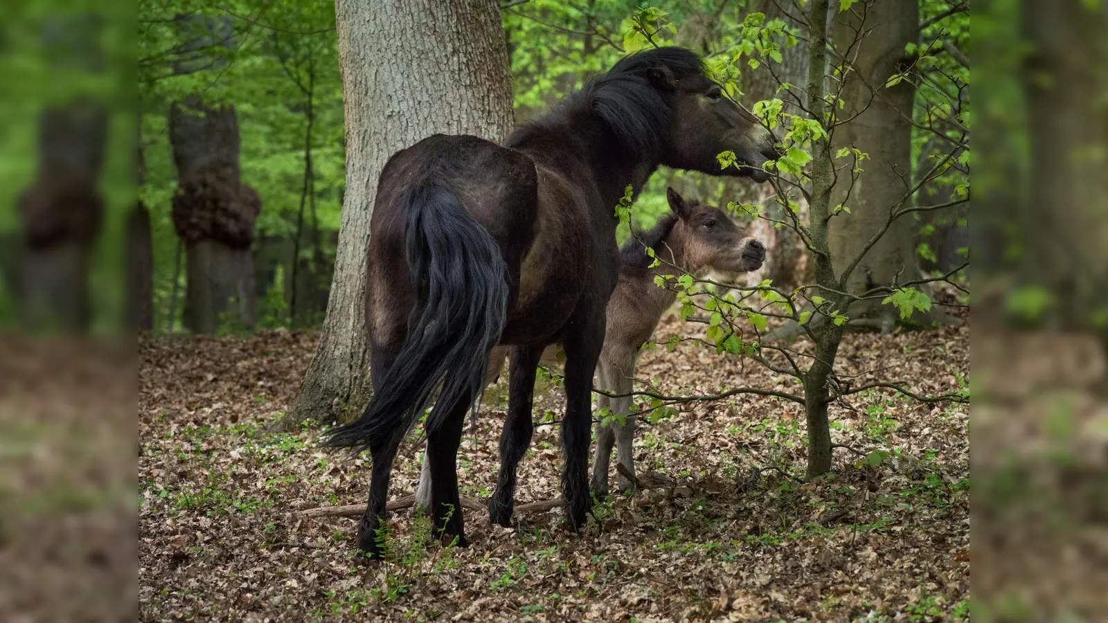 Mit etwas Glück gibt es Gelegenheit, die Heckrinder oder Exmoorponys bei der Landschaftspflege im Projektgebiet zu beobachten<br> (Foto: Foto Naturpark).)