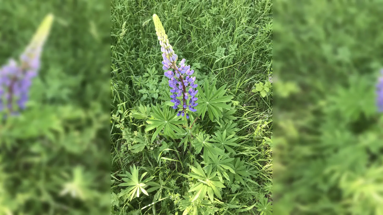 Eigentlich schön anzusehen ist die mehrjährige Stauden-Lupine. (Foto: Vera Kühlmann)