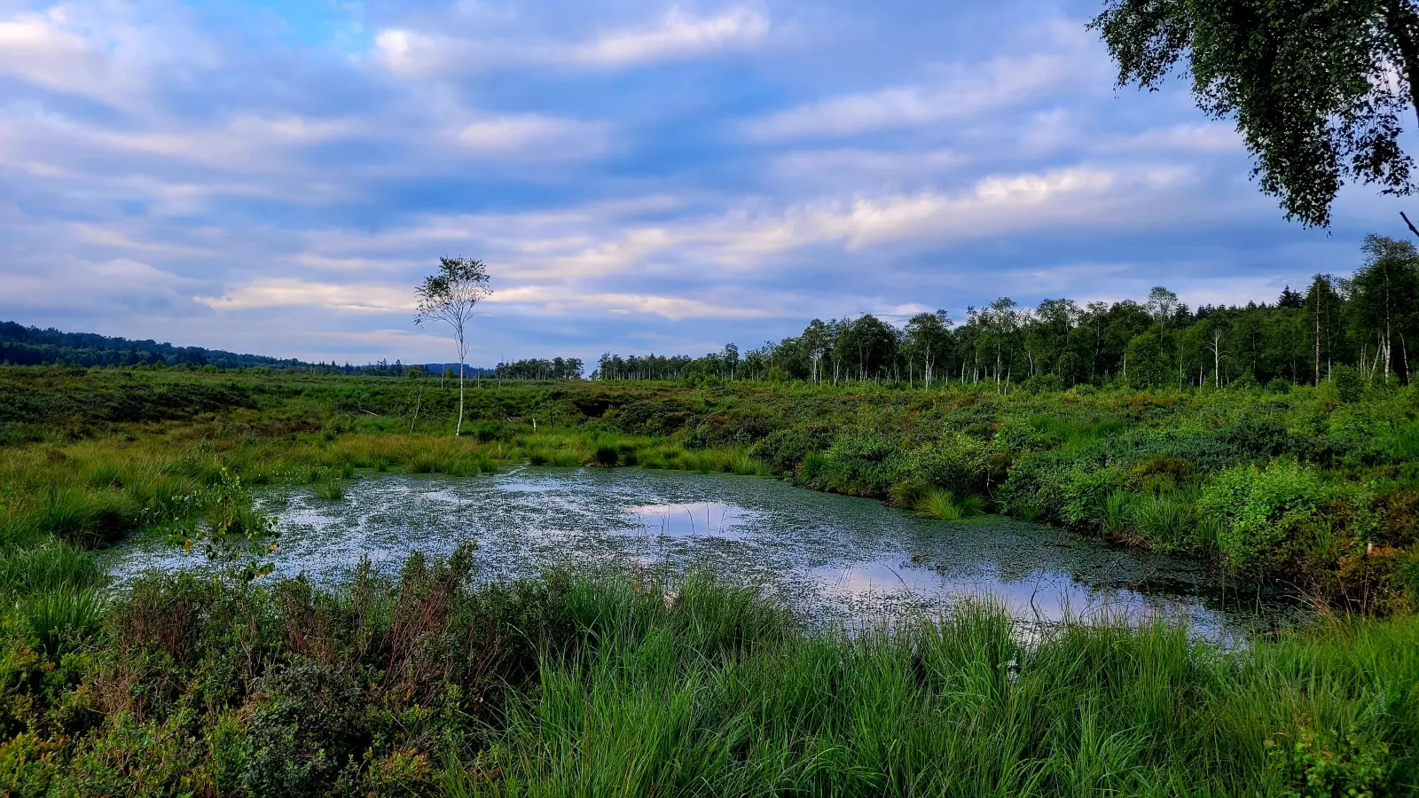 Abendliche Stimmung im Hochmoor. (Foto: Christine Helms)