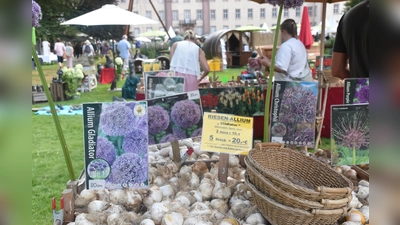 Blumenzwiebeln für die Herbstpflanzung wurden vor der Kulisse des Schlosses Corvey angeboten (Foto: Barbara Siebrecht)