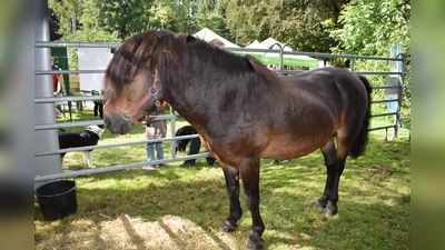 Exmoorpony Little Lord. (Foto: Naturpark Solling-Vogler)