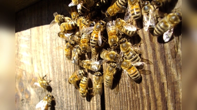 Thementag Biene und Co. Im Wildpark Neuhaus (Foto: Niedersächsische Landesforsten)