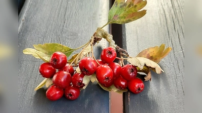 Der Weißdorn sieht nicht nur in Blüte gut aus, sondern er trägt auch wertvolle Früchte. (Foto: Annette Cabron)