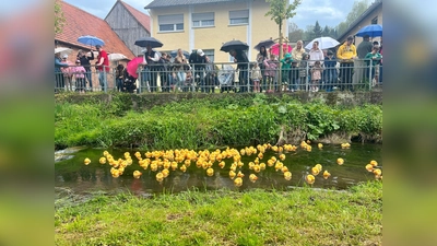 Entenrennen auf der Bever.  (Foto: Förderverein)