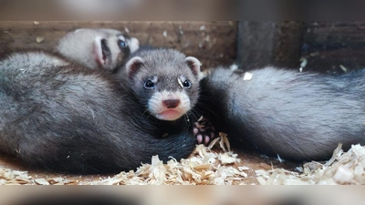 Das Team des Wildparks Neuhaus freut sich über Nachwuchs bei den Frettchen. (Foto: Lena Bretthauer, Wildpark Neuhaus)