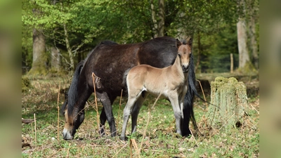 Mit etwas Glück gibt es die Gelegenheit, die Heckrinder oder Exmoorponys im Hutewald zu beobachten, sowie hier eine Stute mit ihrem Fohlen. (Foto: Naturpark)