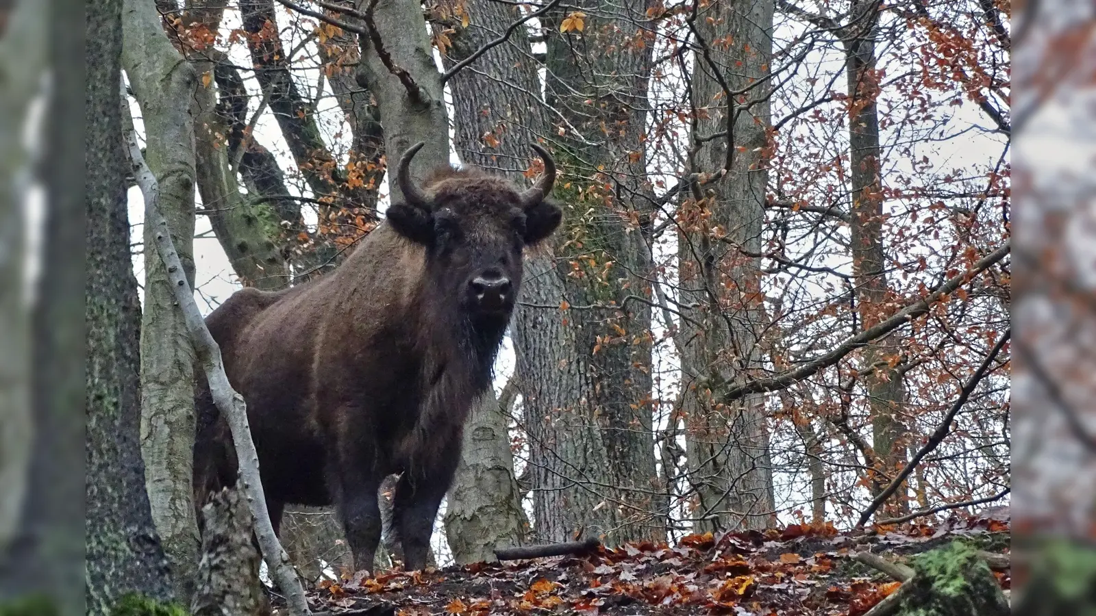 Adventswanderung zu Wisenten und Wildpferden. (Foto: Preller)