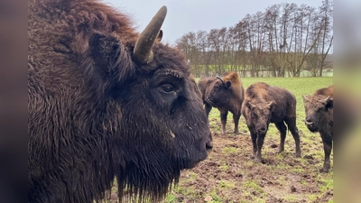 Die Bewohner des Wisentgeheges. (Foto: privat)