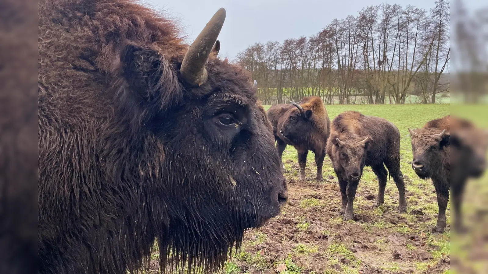 Die Bewohner des Wisentgeheges. (Foto: privat)