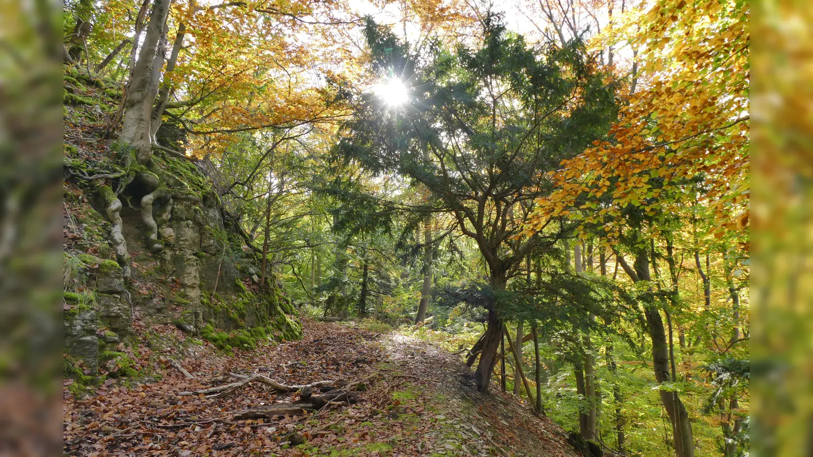 Zauberhafte Herbststimmung im Buchen-Eibenwald  (Foto: Stefan Befeld – Wald und Holz NRW)