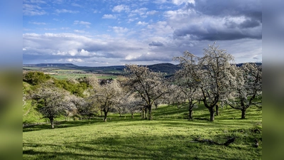 Der Kirschenweg Golmbach. (Foto: Jörg Mitzkat)