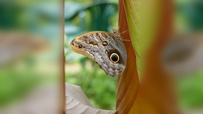 Bananenfalter können ab Ende März wieder bestaunt werden. (Foto: Haus der Schmetterlinge)