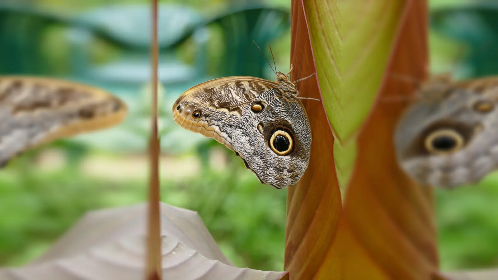 Bananenfalter können ab Ende März wieder bestaunt werden. (Foto: Haus der Schmetterlinge)