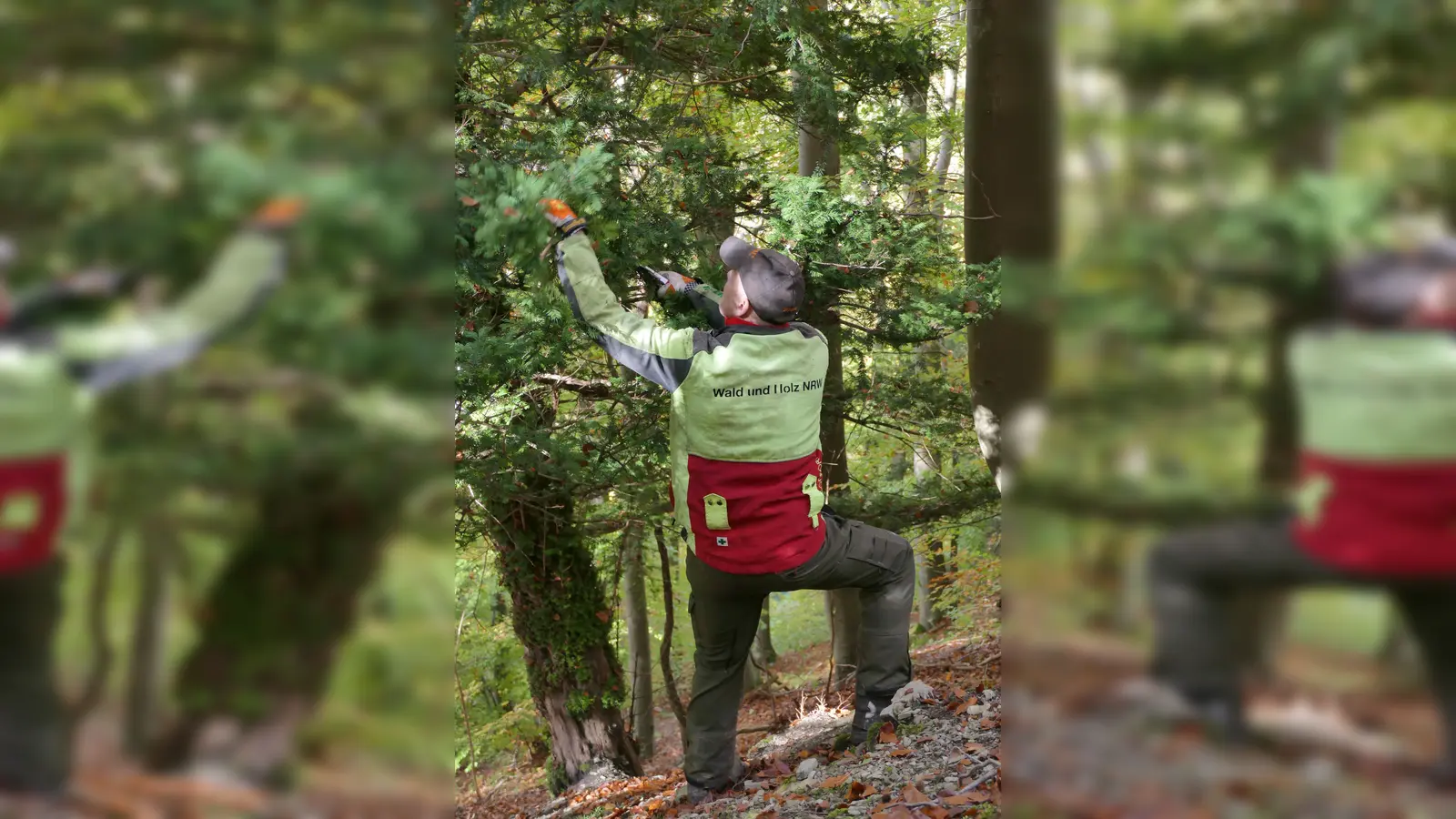 Forstwirtschaftsmeister Ingo Hamm bei der Ernte im Steilhang (Foto: Stefan Befeld – Wald und Holz NRW)