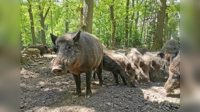 Wildschweine im Wildpark Neuhaus. (Foto: Lynn Tessmer)