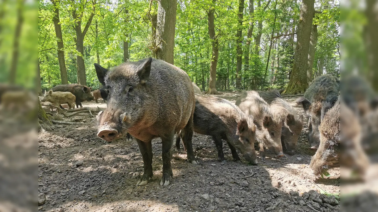 Wildschweine im Wildpark Neuhaus. (Foto: Lynn Tessmer)