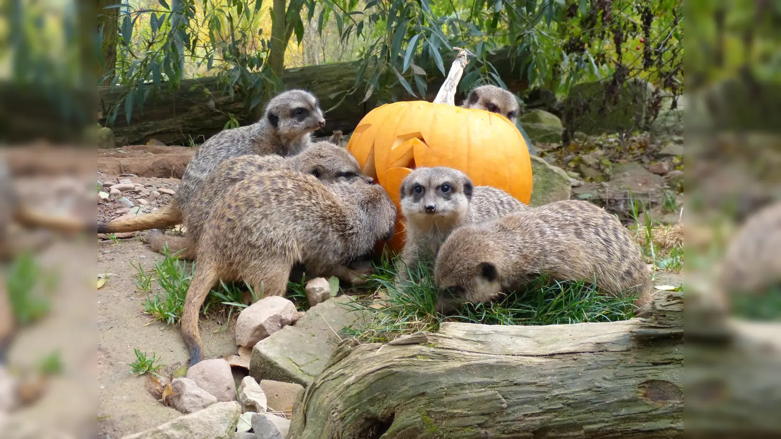 Auch bei den Erdmännchen wird bald ein tierfreundliches Halloween gefeiert. (Foto: Tierpark Sababurg)