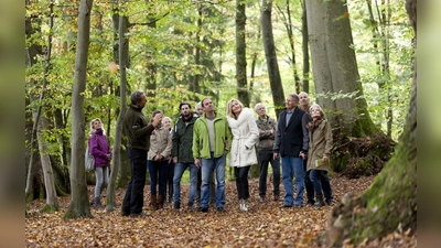 Bei einer Führung können Interessierte den FriedWald Reinhardswald kennenlernen. (Foto: FriedWald GmbH)